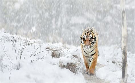 Tigers Siberian Tigers Snow Winter Animals Hd Wallpaper Peakpx