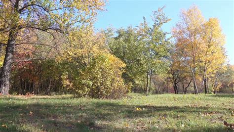 4k Time Lapse Autumn Fall Seasonal Leaves In Tree Against Blue Sky