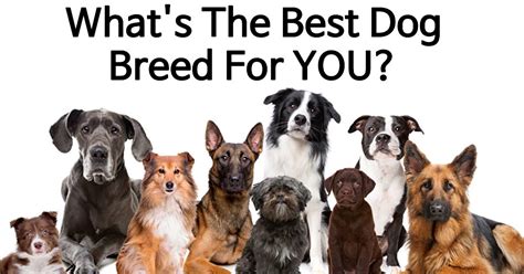 What Is The Absolute Perfect Dog Breed For You