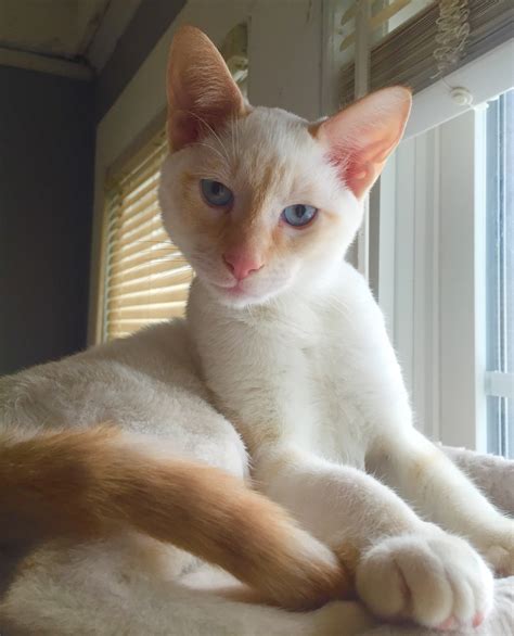 Meet Atticus A Five Month Old Red Tabby Point Siamese Aww