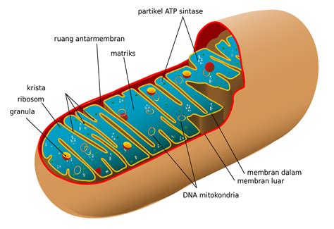 Mitokondria Fungsi Dan Proses Dosenbiologi The Best Porn Website