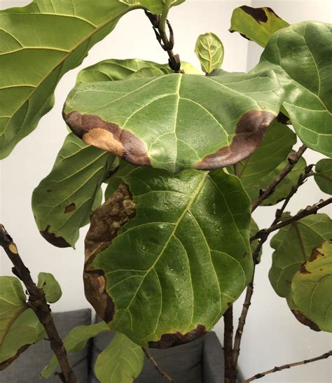 Why Are My Fig Leaves Turning Brown And Falling Off