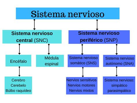 Mapa conceptual del sistema nervioso Guía paso a paso