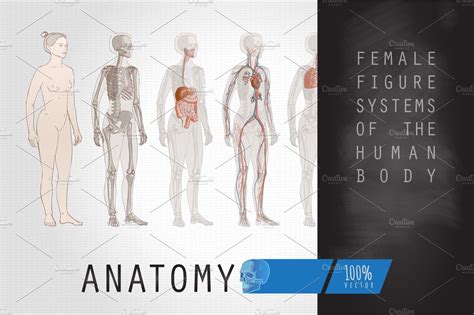Systems Human Body Anatomy Female Pre Designed Illustrator Graphics