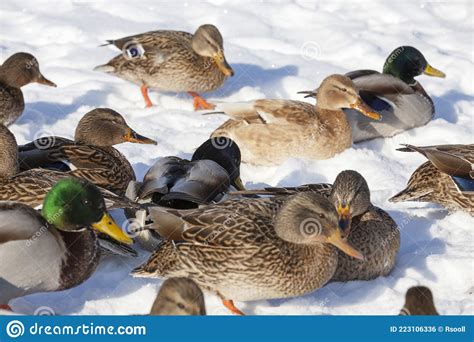 The Cold Season With Frosts And Snow Ducks Sit In The Snow Stock Photo