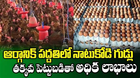 Organic Eggs Production Natu Kollu Pempakam Poultry Farming