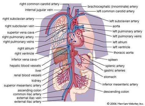 Anatomy And The Function Of The Circulatory System Britannica
