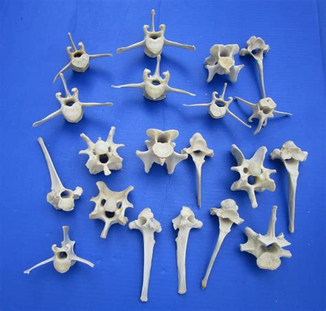 20 Authentic Whitetail Deer And Wild Boar Vertebrae Bones 3 To 6 Inches