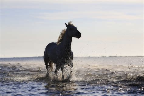 Horse Running On The Beach 4k 5k Hd Animals 4k Wallpapers Images