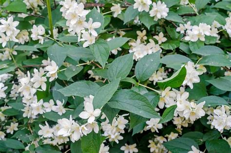 10 Types Of Jasmine Flowers Can You Guess Them All