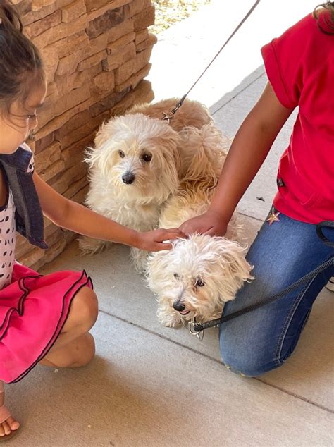 Animal Shelter Offers Three Cute Dogs For Adoption Los Alamos Reporter