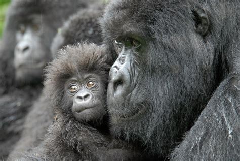 More Than Half Of All Primates Threatened With Extinction Live Science