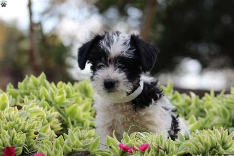 106 likes · 4 talking about this. Patches - Jack-a-poo Puppy For Sale in Virginia