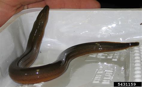 Asian Swamp Eel Monopterus Albus Synbranchiformes Synbranchidae