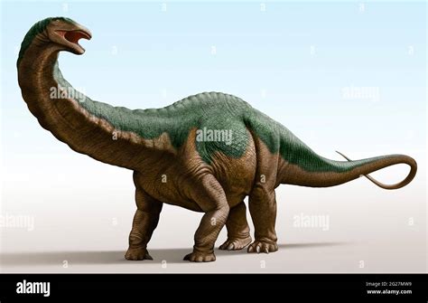 Apatosaurus Louisae A Genus Of Herbivorous Sauropod Dinosaur Stock