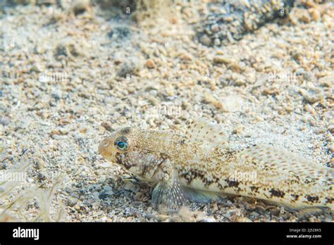 The Slender Goby Gobius Geniporus Is A Species Of Goby Endemic To The