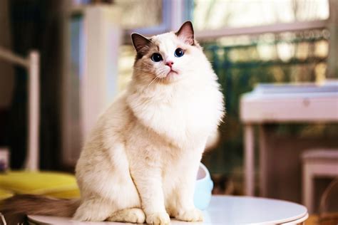 Himalayan Ragdoll Cat Your Majestic And Loving Fluff