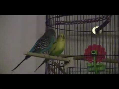 Parakeet Bird Sex During Nfl Sunday Night Football Youtube