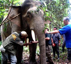 2000 x 1125 jpeg 3040 кб. Researchers fit Bornean elephants with satellite collars ...