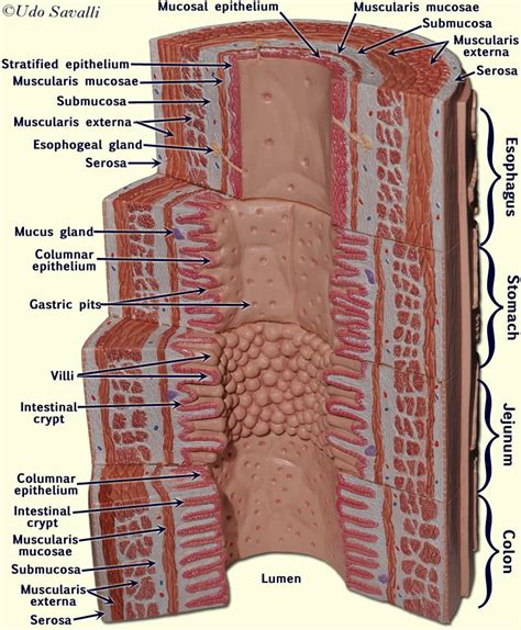 Bio Intestine Microstructure Digestive System Model Digestive My XXX