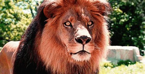 Zoo GIF - Zoo ZooAnimals Lion - Discover & Share GIFs