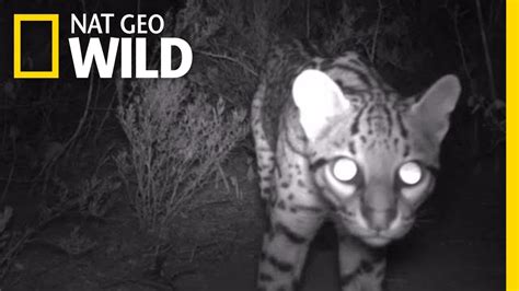 This Rare Wildcat Was Spotted In Texas Nat Geo Wild Youtube
