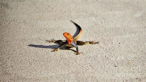 Red Headed Agama Lizard Photograph By Lynda Dawson Youngclaus Fine