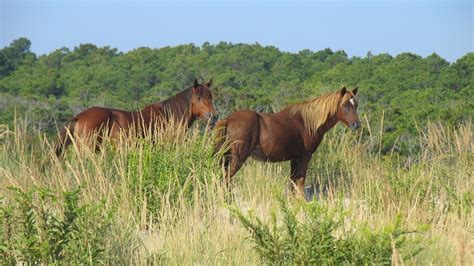 See The Wild Horses In The Maryland District Us National Park Service