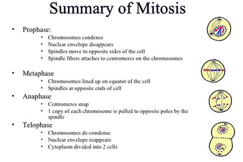 What Is Mitosis And Where Does It Occur Qs Study