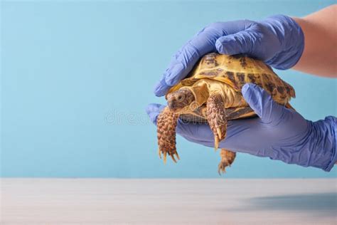 111 Turtle Clinic Stock Photos Free And Royalty Free Stock Photos From