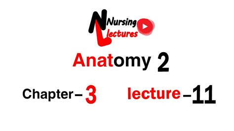 Anatomy 2 Chapter 3 Part 4 Youtube