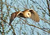 Barn owls are found around the world and tend to nest close to human habitations, giving rise to a variety of folk. Barn Owl Facts - Barn Owl Information : Twootz.com