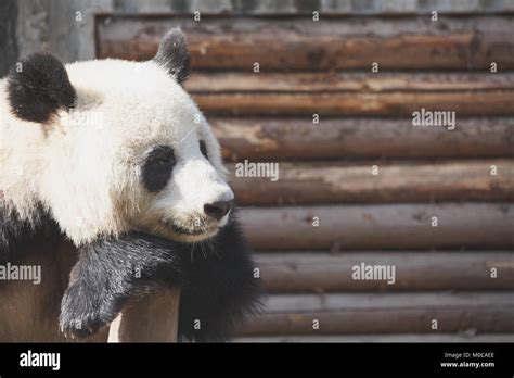 A Giant Pandas Head Close Up A Happy Expression Stock Photo Alamy