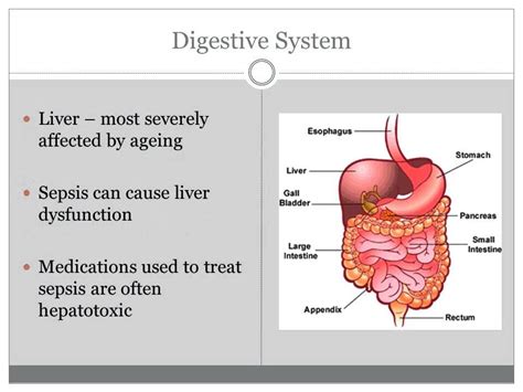 Meaning, pronunciation, synonyms, antonyms, origin, difficulty, usage noun sepsis local or generalized invasion of the body by pathogenic microorganisms or their toxins. Sepsis in the Elderly | Sepsis, Large intestine, Bladder