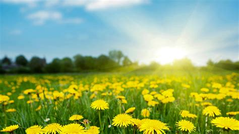 Spring Field With Dandelions On Bright Sunny Day Windows 10 Spotlight