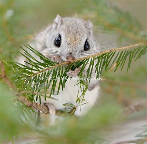 The Japanese Flying Squirrel Is Likely One Of The Most Adorable Animals