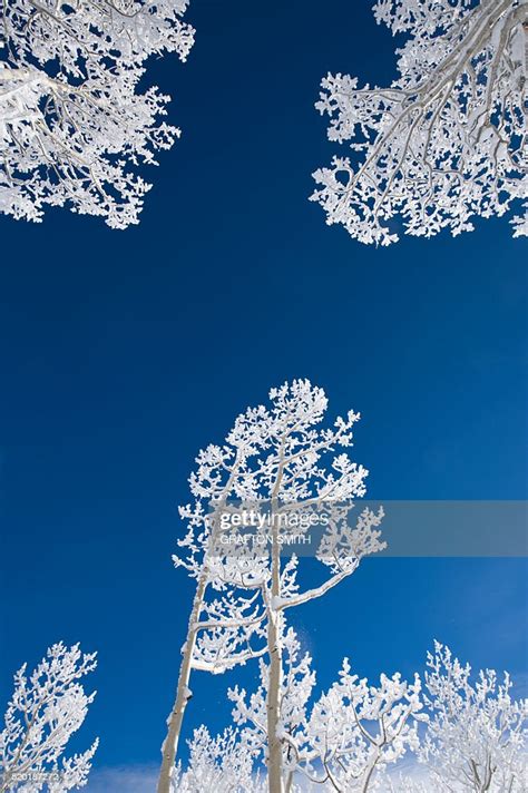 Aspen Trees With Snow High Res Stock Photo Getty Images