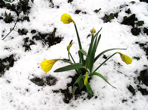 Daffodil In Snow Photograph By Birgit Moldenhauer