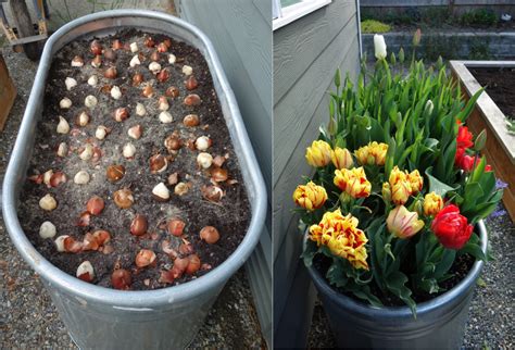 Fall Bulb Planting In Ag Troughs Slowflowers Journal