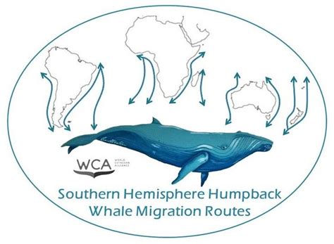 Heldin Mikroprozessor Schön Whale Migration Routes Gebogen Kreuz Das