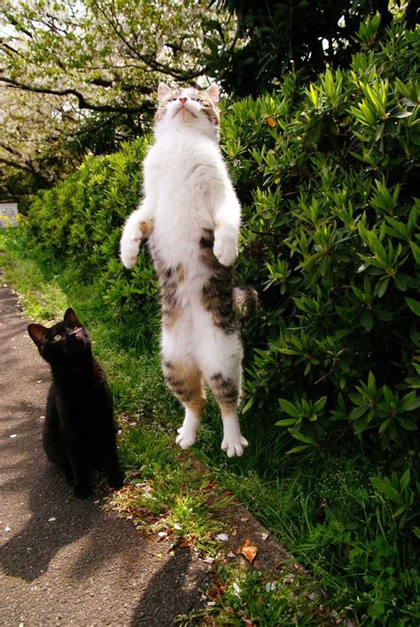 Perfectly Timed Cat Photos 25 Pics