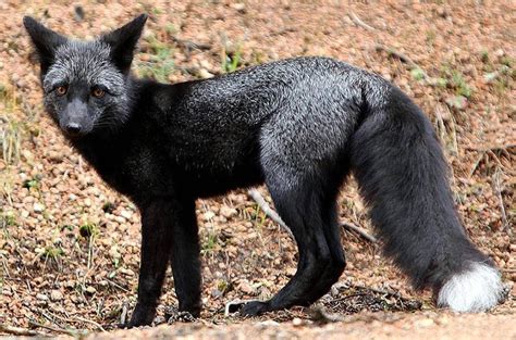 Silver Fox Animals Animals Beautiful Animal Pictures