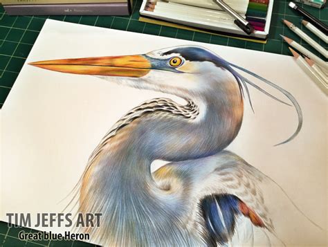 Progress Pic 3 Of A Great Blue Heron Drawn With Tombow Irojiten