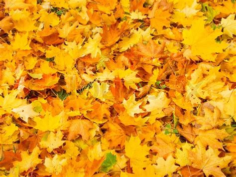 Golden Autumn Leaves As Wonderful Stock Image Colourbox