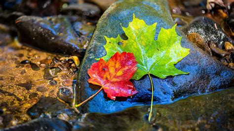 Colorful Leaves In Stone 4k 8k Hd Wallpapers Hd