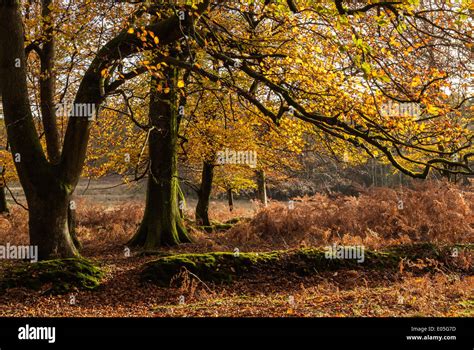 Beech Trees In The New Forest With Autumn Leaves Hampshire Uk Stock