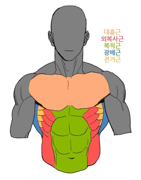 Body Bases For Drawing Male Hincharse Wallpaper
