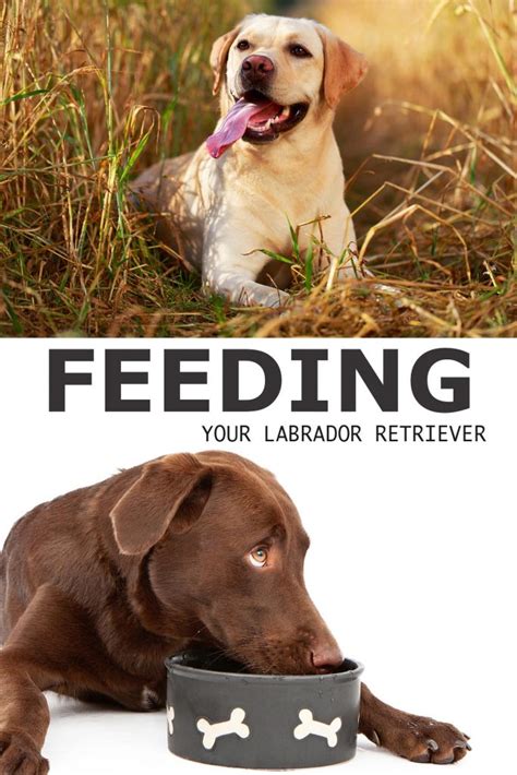 Feed him based on feeding guide and veterinary recommendations. Labrador Food And How To Feed a Labrador - A Complete Guide