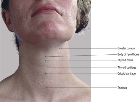The Head And Neck Basicmedical Key