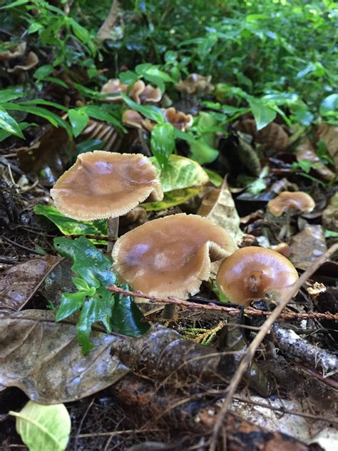 The Official New Zealand Psilocybin Mushroom Season Thread 2017